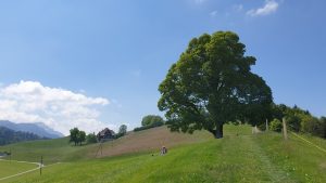 Mehr über den Artikel erfahren Sonnenberg – Chrüzhubel – Littauerberg- Rotbachtobel – Dottenberg – D23