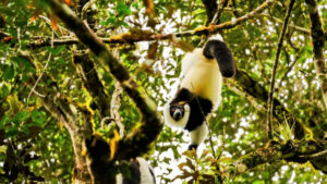 Mehr über den Artikel erfahren Madagaskar: Andasibe – Mantadia Nationalpark