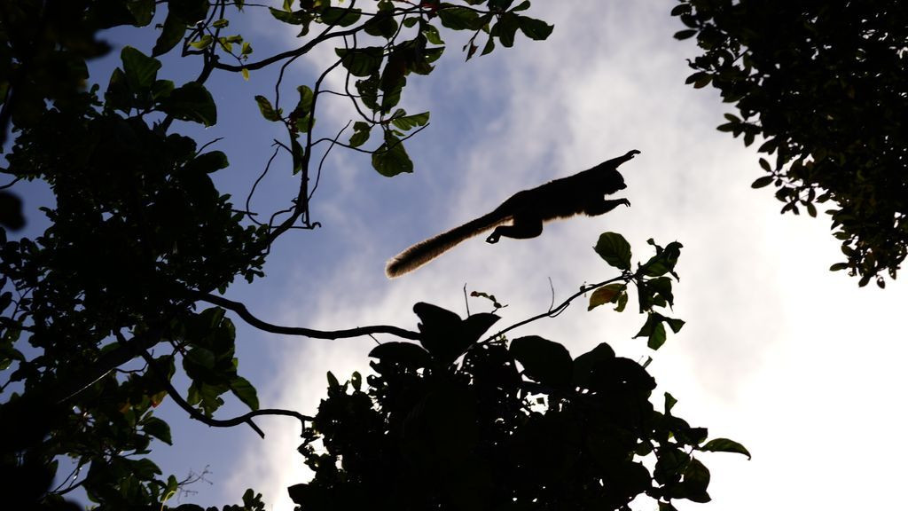 Du betrachtest gerade Madagaskar: Montagne d’Ambre Nationalpark