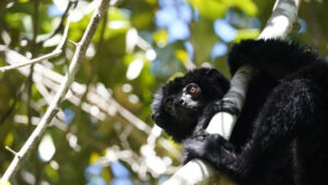 Mehr über den Artikel erfahren Madagaskar: Black Sifaka